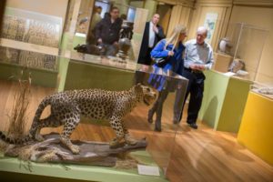 Museum exhibit featuring a taxidermy leopard in a glass case. Visitors in the background admire various artifacts.
