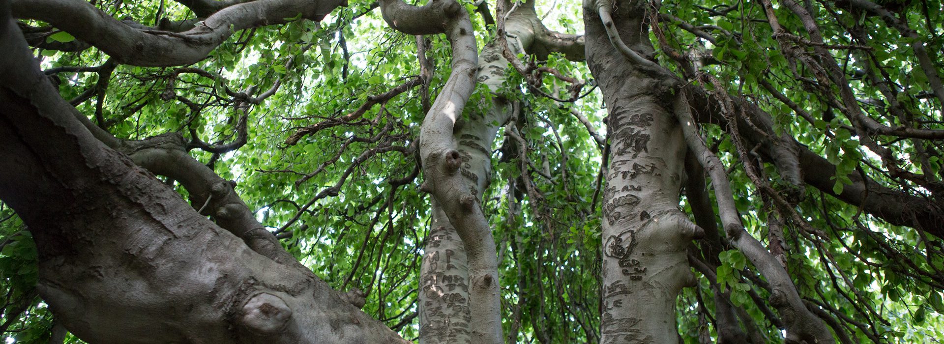 A close-up view of tree trunks with carvings, surrounded by lush green leaves and branches, creating a dense canopy.