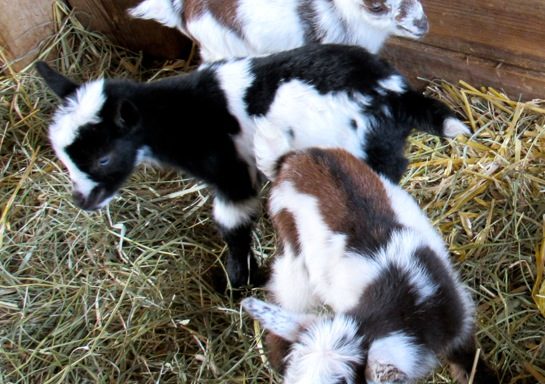 Three baby goats with white, brown, and black markings stand on straw inside a wooden pen.
