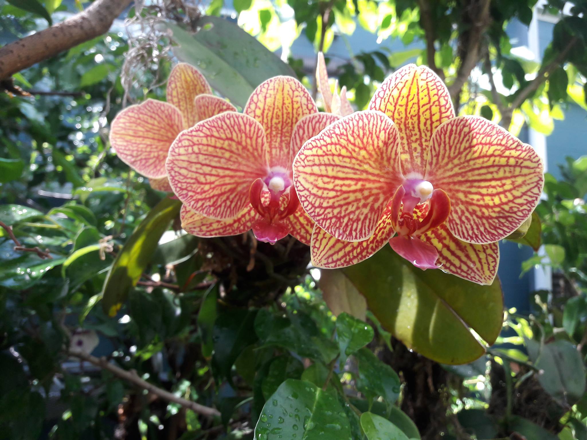 Vibrant orchids with yellow and red striped petals bloom among lush green leaves in a sunlit garden setting.
