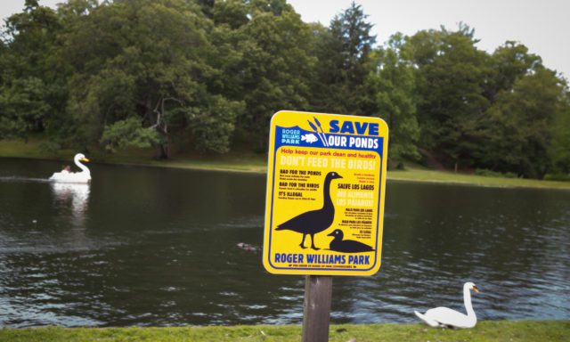 A sign at Roger Williams Park reads "Save Our Ponds, Don't Feed the Birds." A swan boat and a swan are visible on the pond.