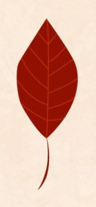 A stylized red leaf with prominent veins on a light beige background.