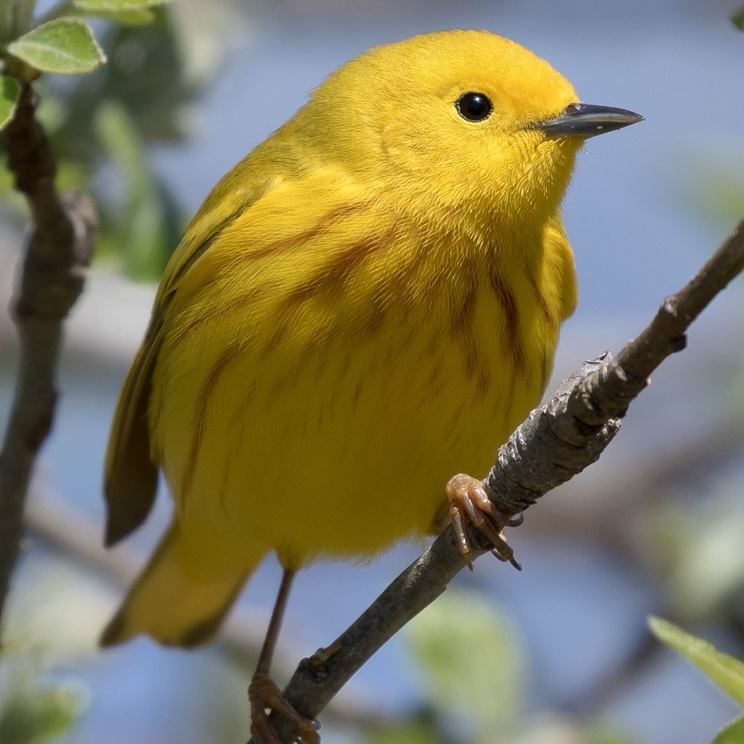 A vibrant yellow warbler perched on a branch, with a soft-focus background of green leaves and blue sky.