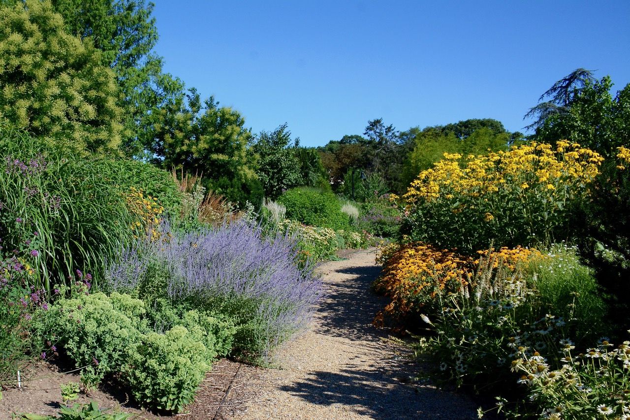 A lush garden path with vibrant yellow and purple flowers, surrounded by diverse greenery under a clear blue sky.