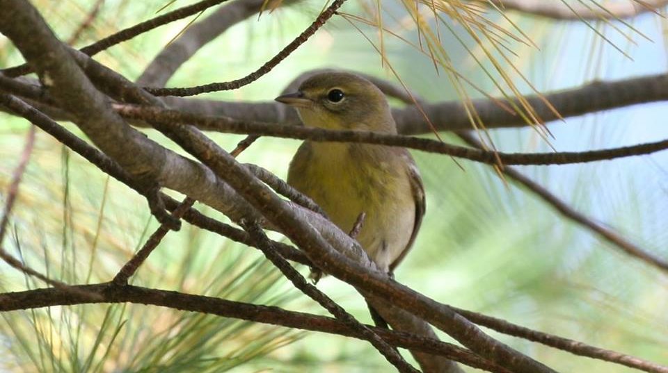 A small bird with a yellowish belly perches among pine branches, with a blurred green background.