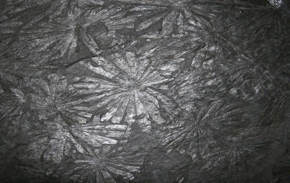 Intricate fossilized plant patterns in dark stone, showcasing detailed leaf impressions radiating outward.