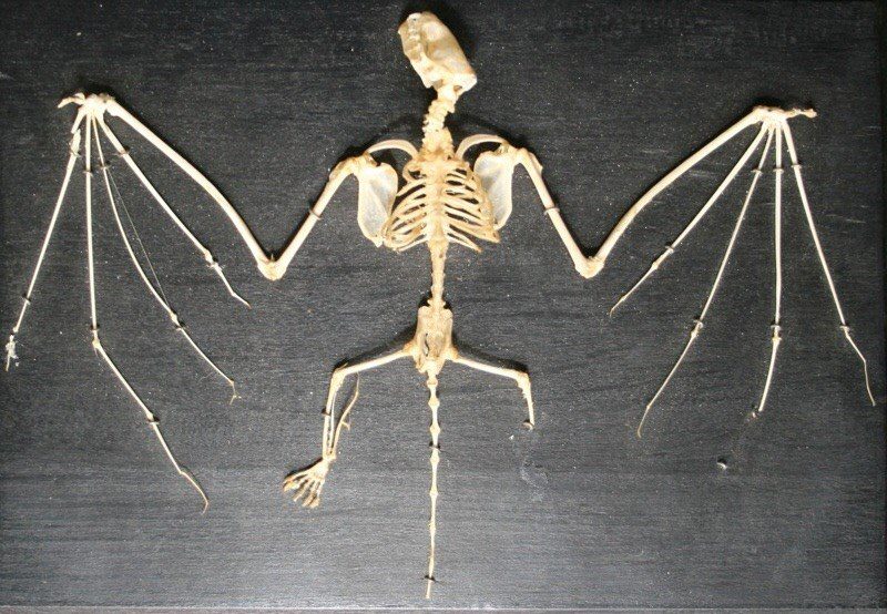 Skeleton of a bat displayed on a black background, showing its wing structure and elongated fingers.
