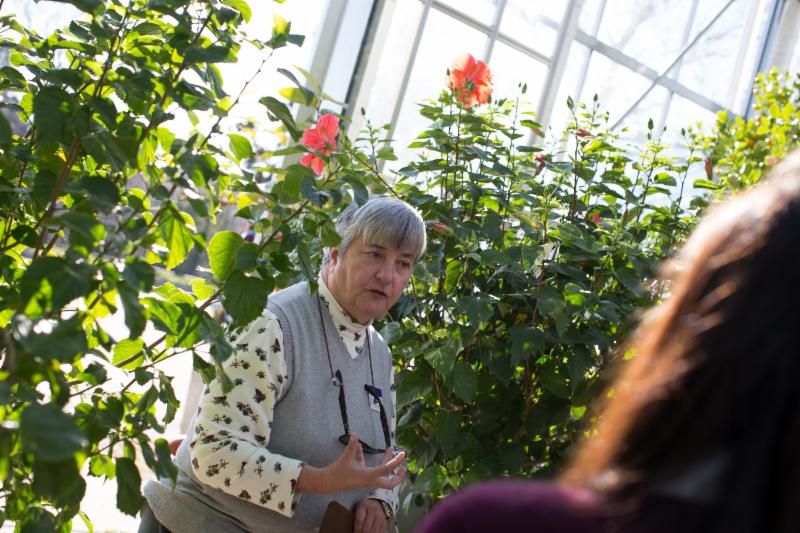 Elderly person in a greenhouse, surrounded by lush greenery and red hibiscus flowers, engaging with another person.