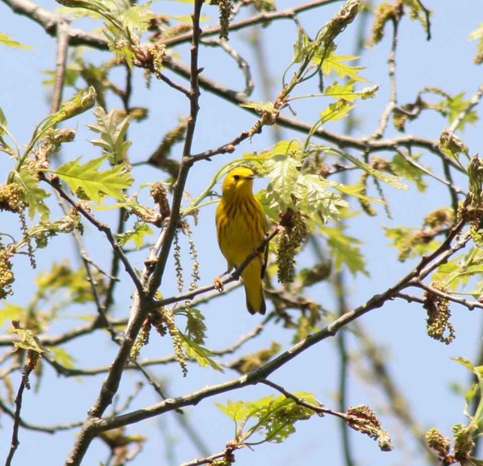 A yellow warbler perched on a tree branch with green leaves and catkins, set against a clear blue sky.