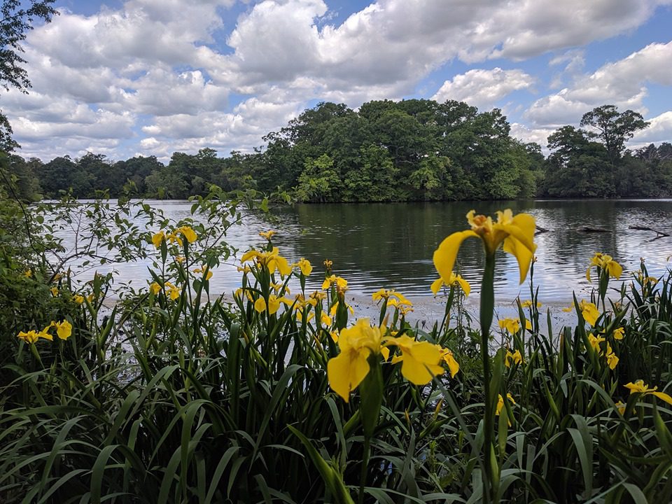 Yellow flowers bloom by a serene lake, surrounded by lush greenery and under a partly cloudy sky.