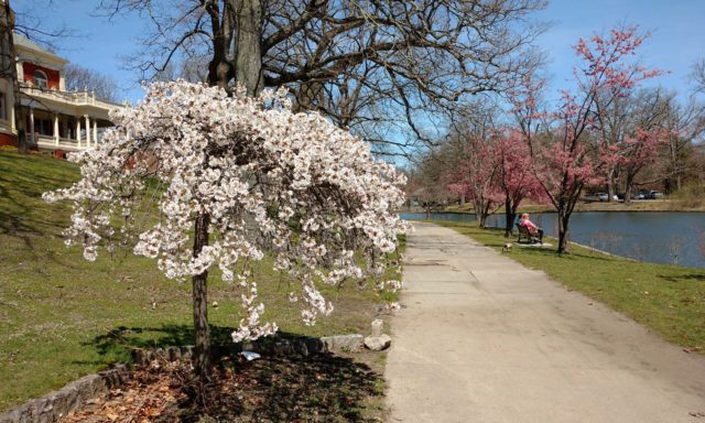 A path lined with blossoming cherry trees in spring at Riverside Park. A person sits on a bench by the water under a clear blue sky.