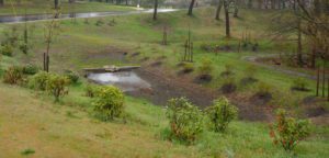A rain garden with young plants and a small pond, bordered by a road and trees in a grassy park setting.