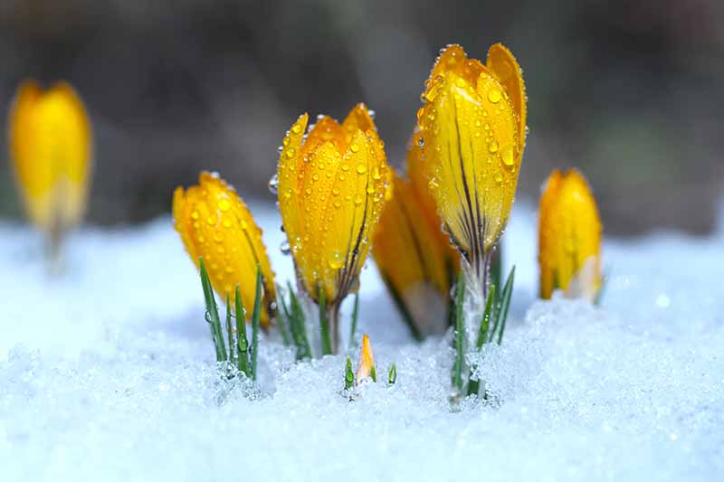 Yellow crocuses covered in dew rise through a layer of snow, showcasing vibrant petals against a blurred background.