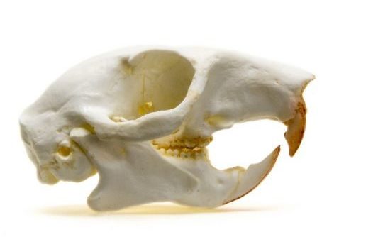 Squirrel skull side view, showing sharp incisors and detailed bone structure, isolated on a white background.
