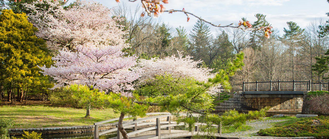 Cherry blossoms in full bloom surround a wooden bridge and a stone bridge in a serene park setting, with lush greenery and trees.