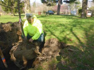 A person in a bright yellow hoodie plants a young tree wrapped in burlap in a grassy park area with trees and a parked truck.