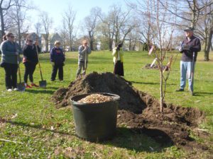 A group of people with shovels stand near a newly planted tree in a park. A bucket of wood chips is in the foreground.