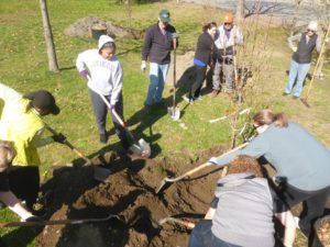 A group of people planting a tree in a park. They are using shovels to dig and move soil, working together in a sunny area.