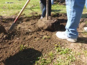 A person in jeans and white sneakers is planting a tree, using a rake to level the soil around it on a sunny day.