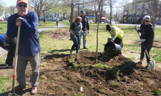 A group of people are working together in a park, planting a tree. One person leans on a shovel, while others spread soil and mulch.