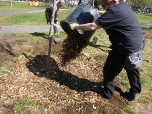 Two people are adding mulch around a young tree in a park. One pours mulch from a bucket while the other uses a shovel.