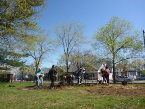 People planting trees in a park under a clear blue sky, with a fence and houses in the background.