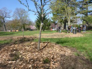 Volunteers are planting trees and spreading mulch in a park on a sunny day, with several trees and orange barrels in the background.