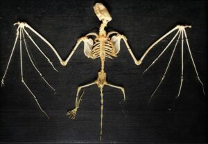 Skeleton of a bat with outstretched wings displayed on a dark surface, showcasing its intricate bone structure.