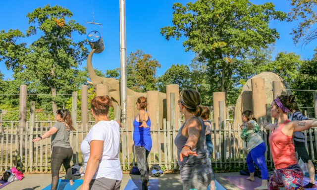 People practice yoga outdoors near an elephant enclosure, with an elephant lifting a barrel with its trunk in the background.