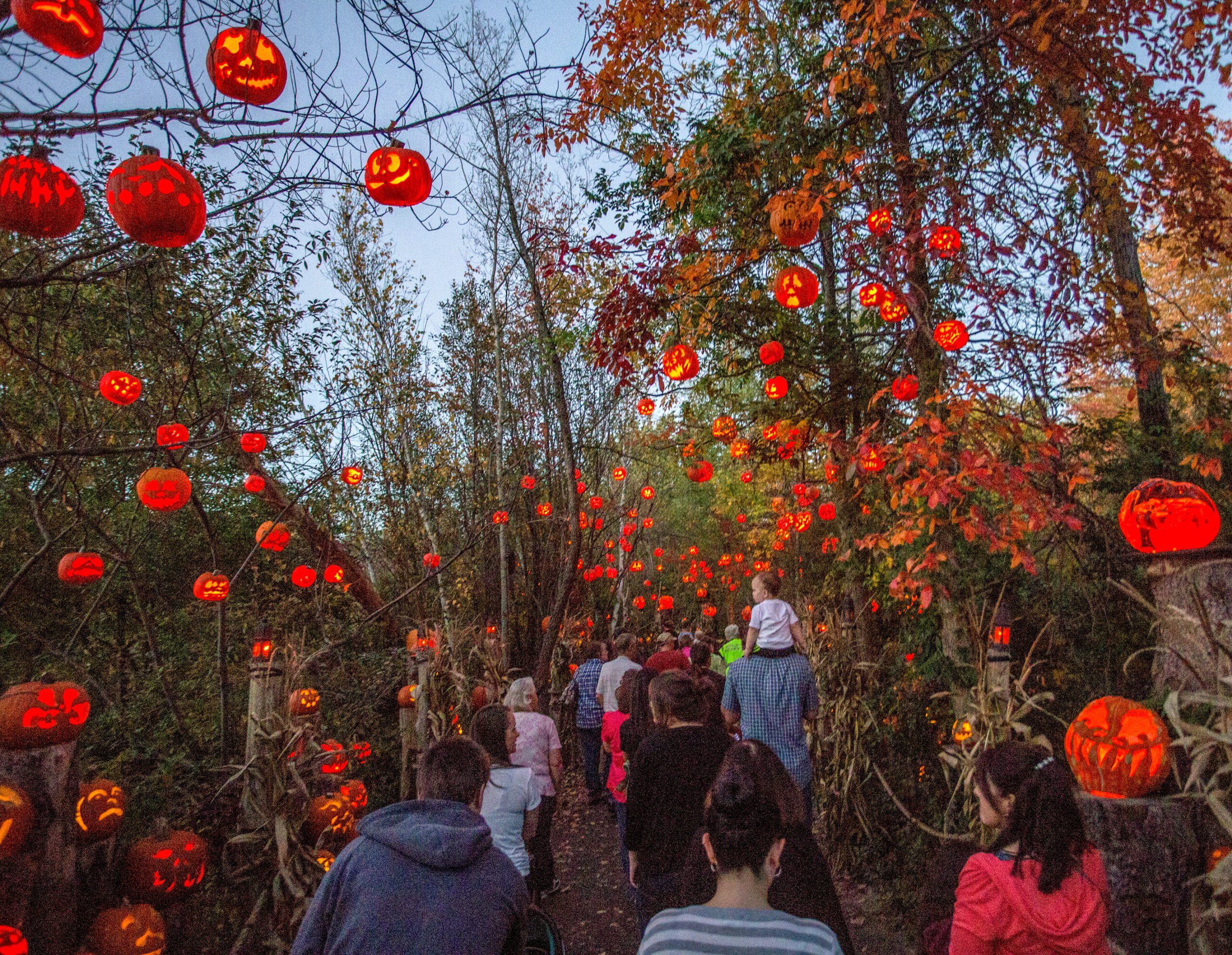 People walk through a forest path adorned with glowing jack-o'-lanterns hanging from trees, creating a festive Halloween atmosphere.