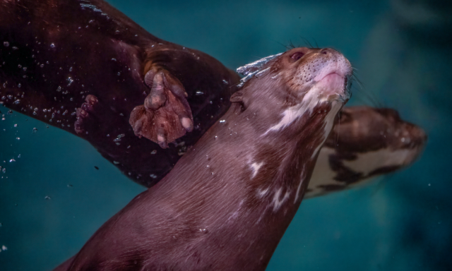 Two giant otters swimming gracefully underwater, captured mid-motion. One otter is prominently in the foreground with its head tilted upward and whiskers visible, while the other otter is partially seen behind, with a paw extended and small air bubbles trailing through the water. The background is a deep, bluish-green aquatic environment.