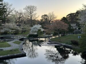 A serene Japanese garden in spring with a pond, arched wooden bridges, and blossoming cherry trees at sunset.
