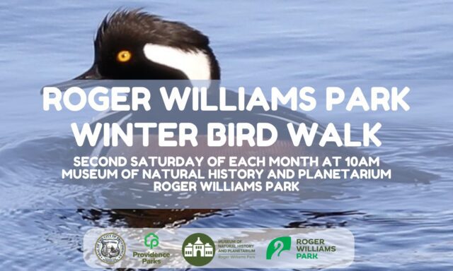 A bird swims in water with event details for the Roger Williams Park Winter Bird Walk overlayed.