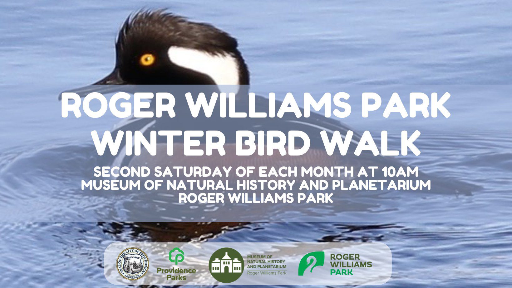 A bird swims in water with event details for the Roger Williams Park Winter Bird Walk overlayed.