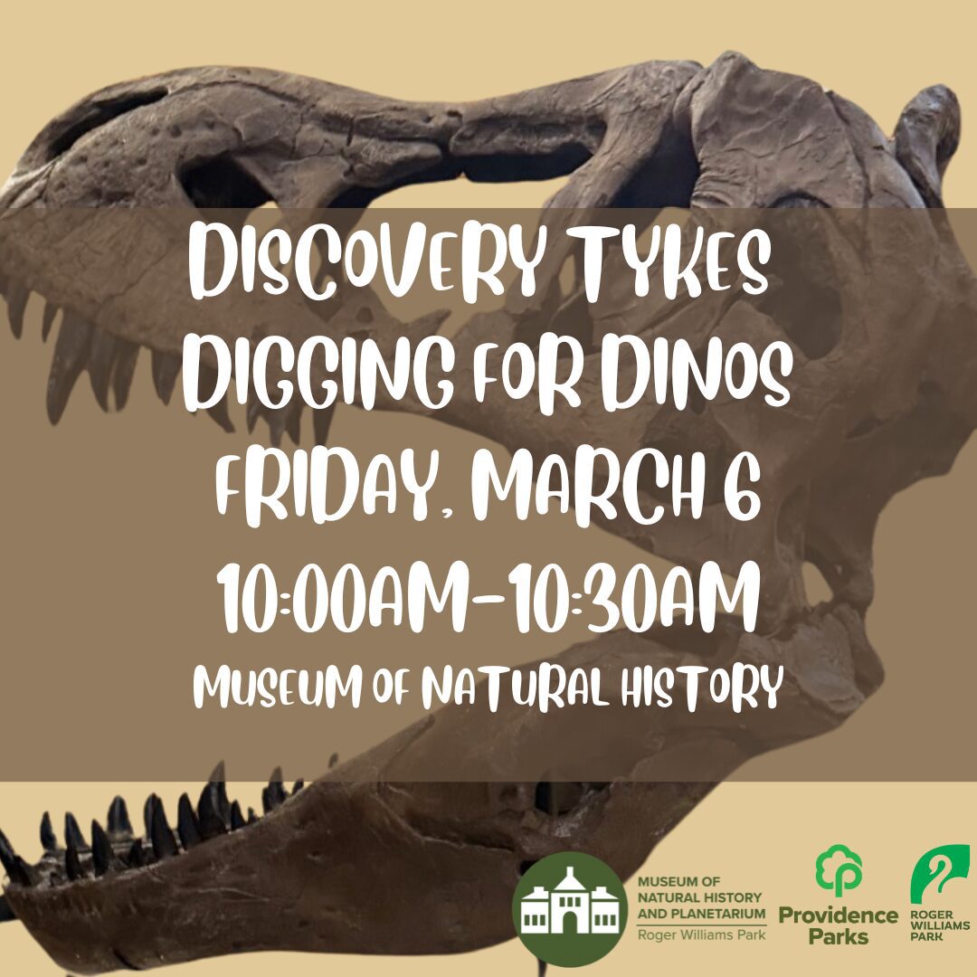 Tyrannosaurus rex skull with event details for "Discovery Tykes: Digging for Dinos" at the museum.
