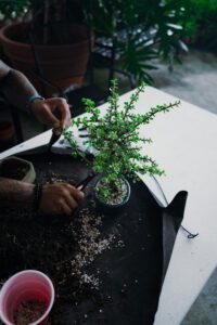 A person trims a green plant with scissors on a table, surrounded by soil and pots.