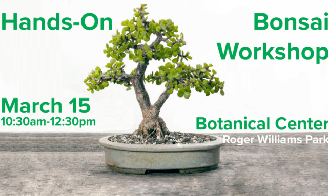 Bonsai tree in a pot with workshop details for March 15 at Roger Williams Park Botanical Center.