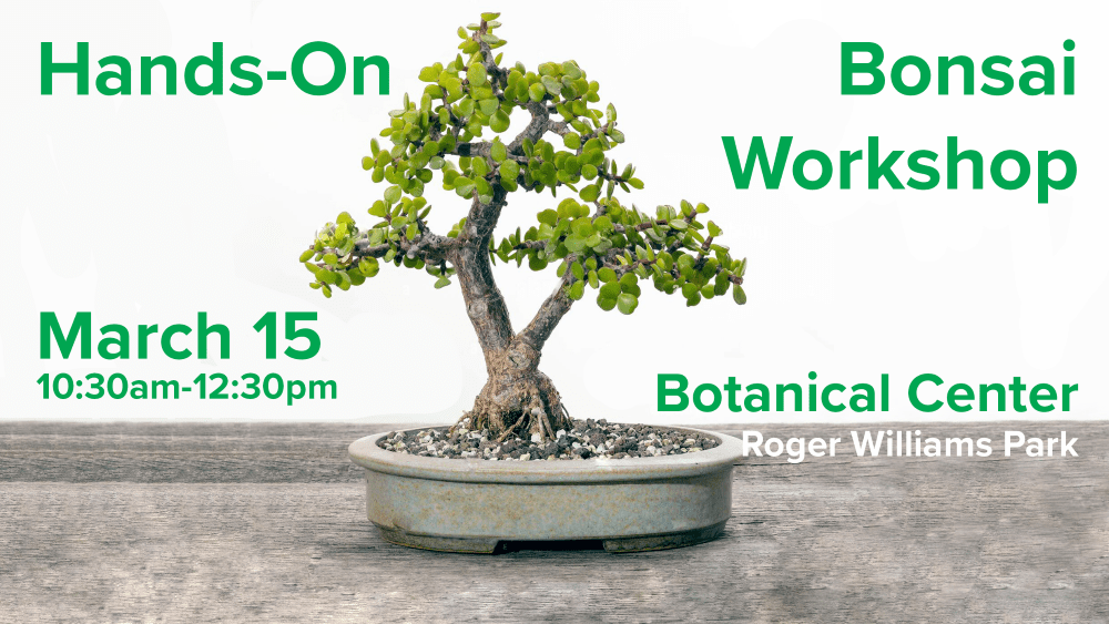 Bonsai tree in a pot with workshop details for March 15 at Roger Williams Park Botanical Center.