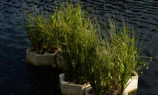 BIOPODS with various plants float on water in Roosevelt Lake, surrounded by rippling water.