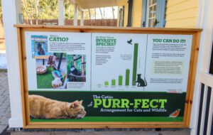 Catio exhibit sign explains benefits of outdoor spaces for cats and wildlife conservation. Features images of cats.
