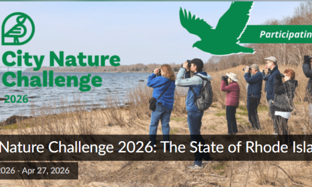 Participants observe nature along a shoreline during the City Nature Challenge 2026 in Rhode Island.