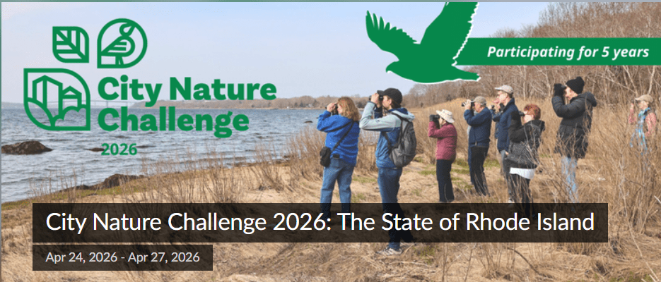 Participants observe nature along a shoreline during the City Nature Challenge 2026 in Rhode Island.