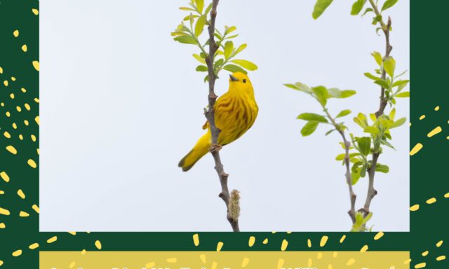 A yellow bird perches on a branch among green leaves, promoting a spring bird walk event.