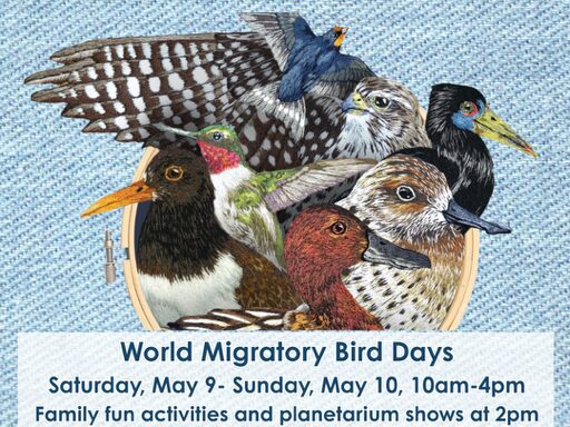 Promotional poster for World Migratory Bird Days featuring various bird illustrations and event details.