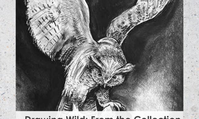 Promotional poster for "Drawing Wild" event at the Museum of Natural History, featuring an owl illustration.