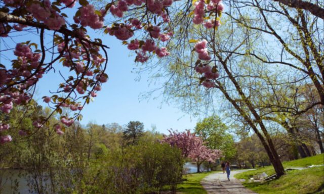 A person walks along a path by a lake, surrounded by blooming cherry trees and greenery.