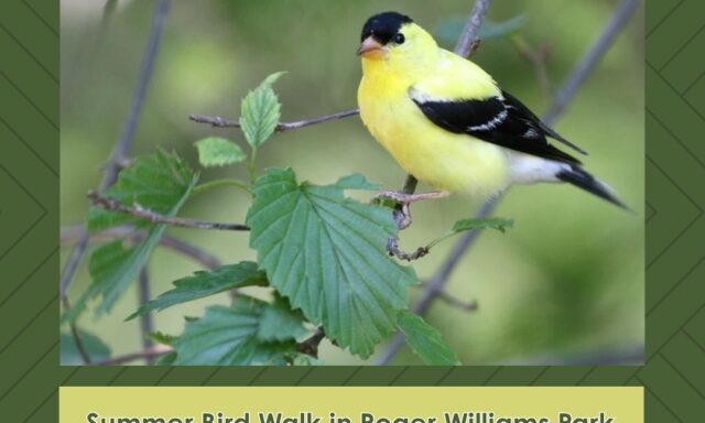 A yellow bird perched on green leaves, promoting a summer bird walk event at Roger Williams Park.