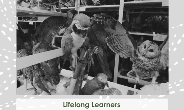 Owls and other birds displayed in a museum setting, promoting a Lifelong Learners event.