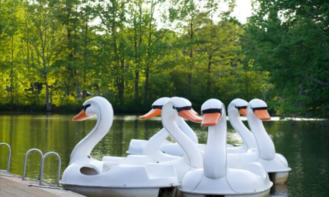 Five swan-shaped paddle boats are docked by a serene lake surrounded by lush green trees.