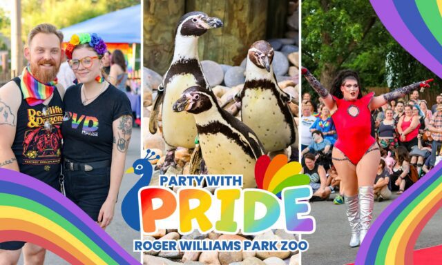 A couple poses in rainbow attire, penguins waddle on rocks, and a performer entertains a crowd at a pride event.